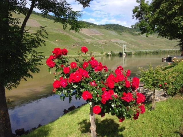 Ferien-Wein-Gut Keifer Otel Bernkastel-Kues Dış mekan fotoğraf